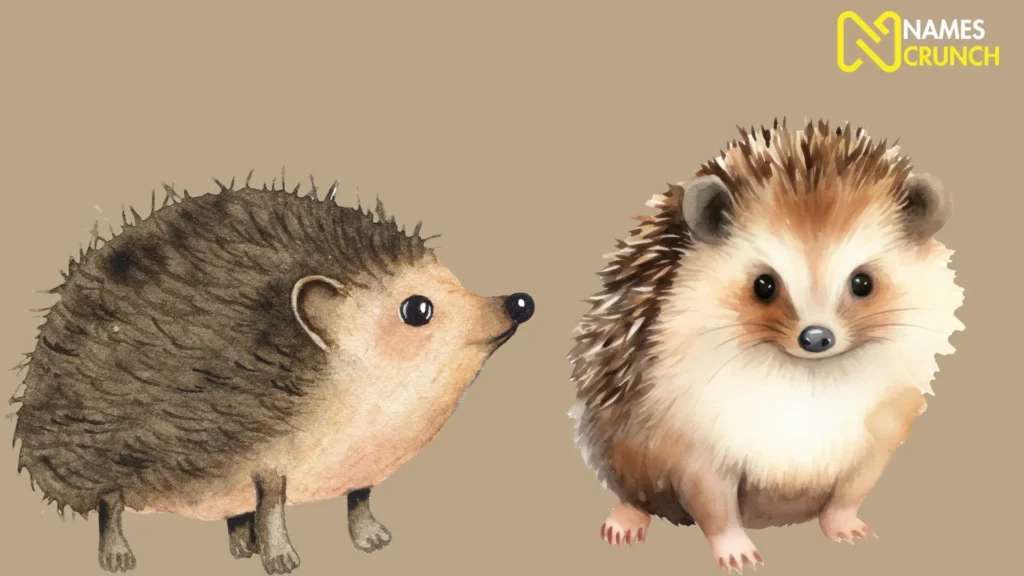 Funny Baby Hedgehog Names - Infographic By Names Crunch