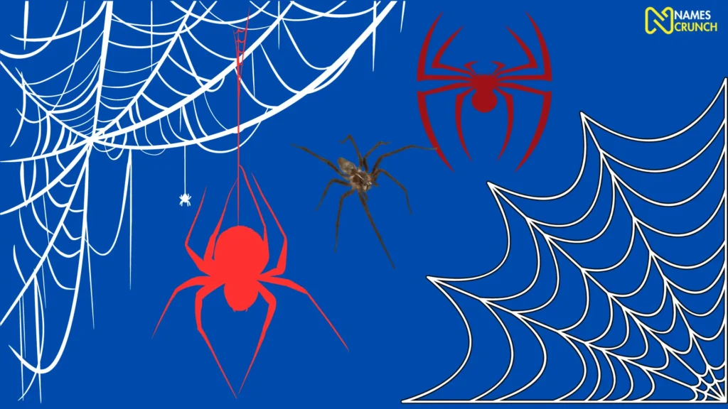 Funny Male Spider Names