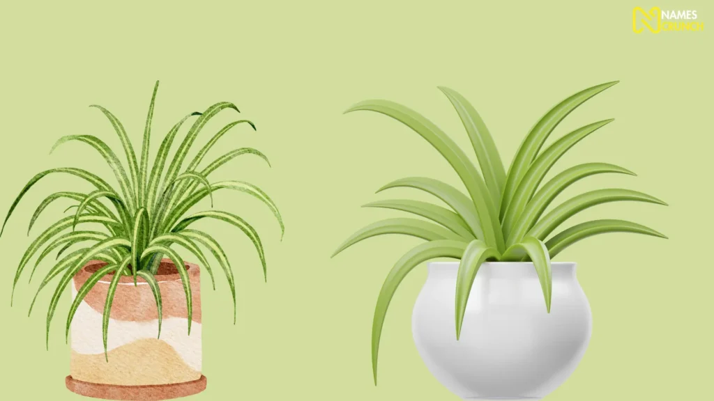 Funny Spider Plant Names