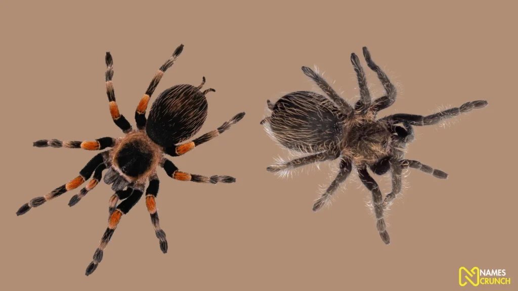 Funny Spider Species Names
