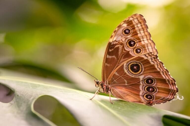 Brown Butterfly Spiritual Meaning