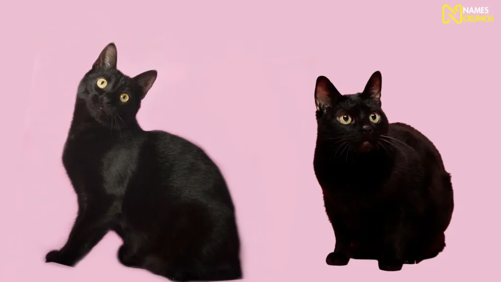 Cute Black Cat Names