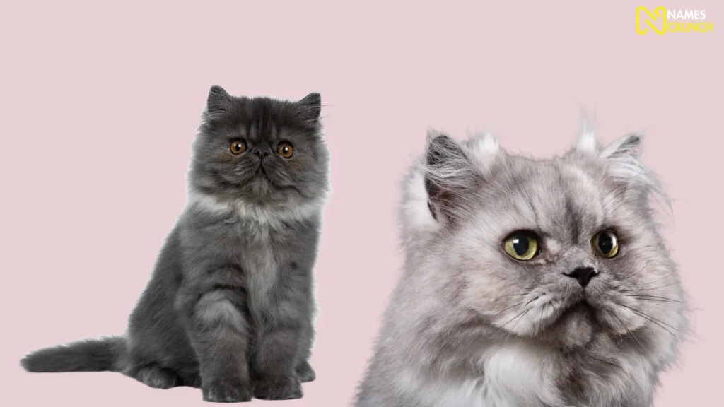 Cute Gray Cat Names