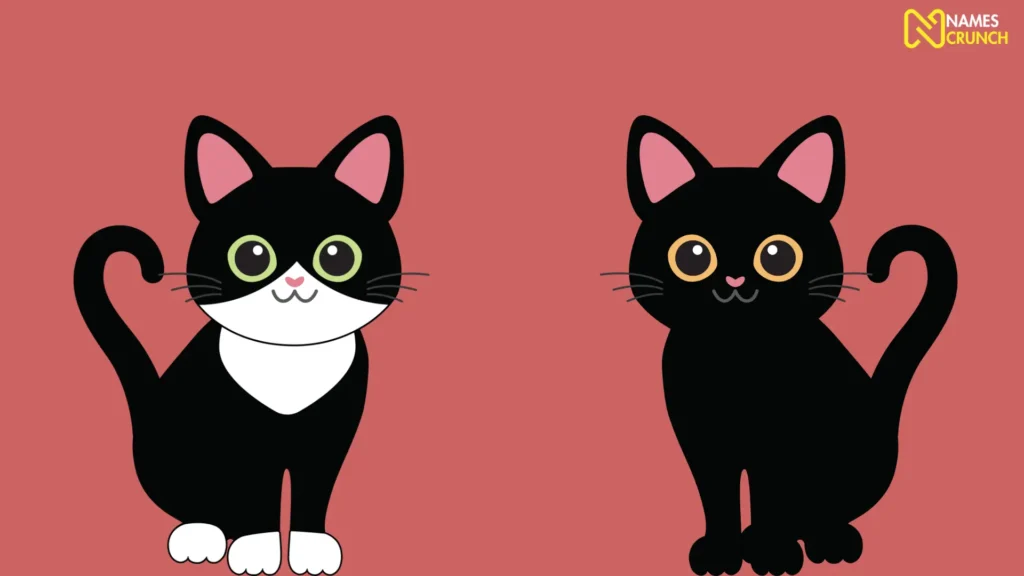 Funny Black Cat Names Female