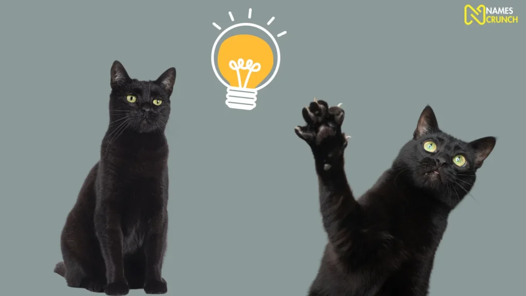 Funny Black Cat Names Ideas