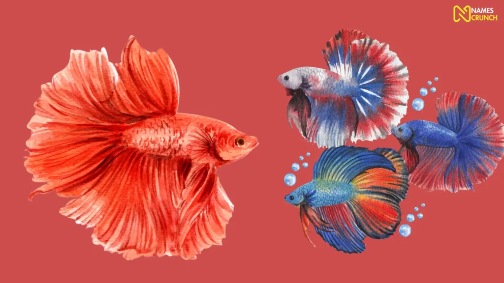 Funny Girl Betta Fish Names