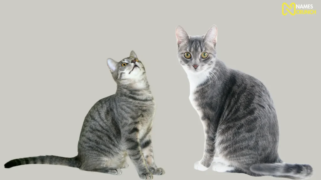 Funny Gray Cat Duo Names