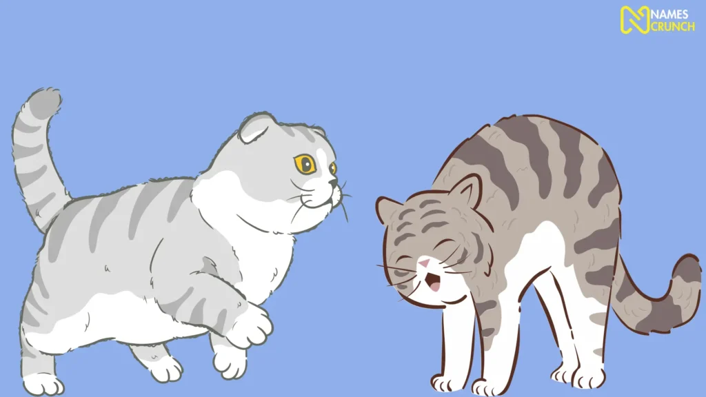 Funny Male Gray Cat Names