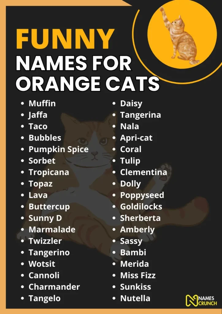 Funny Names for Orange Cats infographic