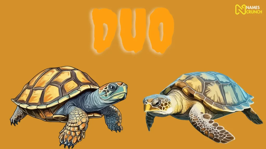 Funny Turtle Duo Names