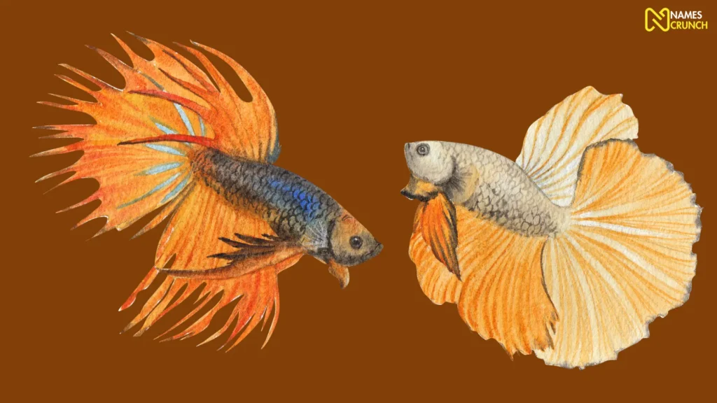 Orange Betta Fish Names