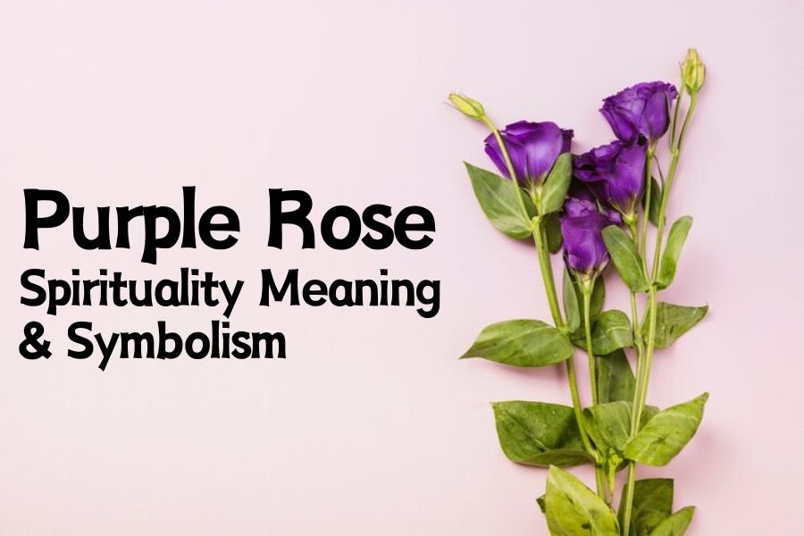 Purple Rose Meaning: Spirituality, Symbolism 