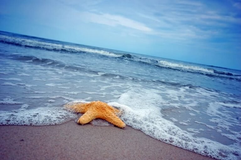 Spiritual Meaning of Starfish