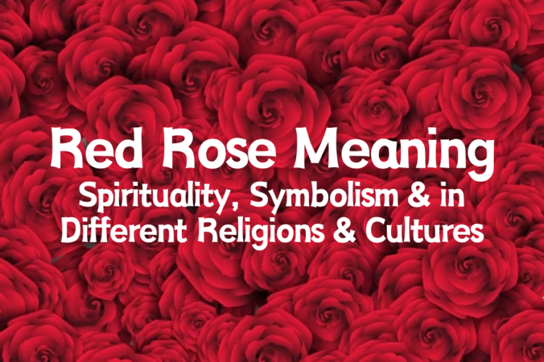 Spiritually Red Rose Meaning in Different Religions & Cultures