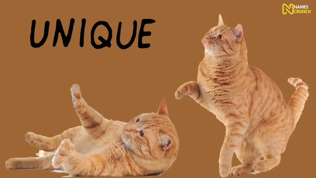 Unique Orange Cat Names