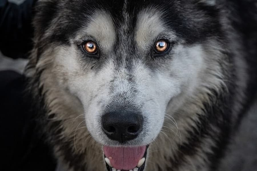 wolf with a golden eye, meanings and spirituality 