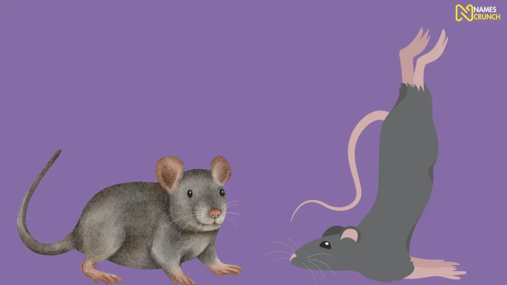 Funny Hairless Rat Names