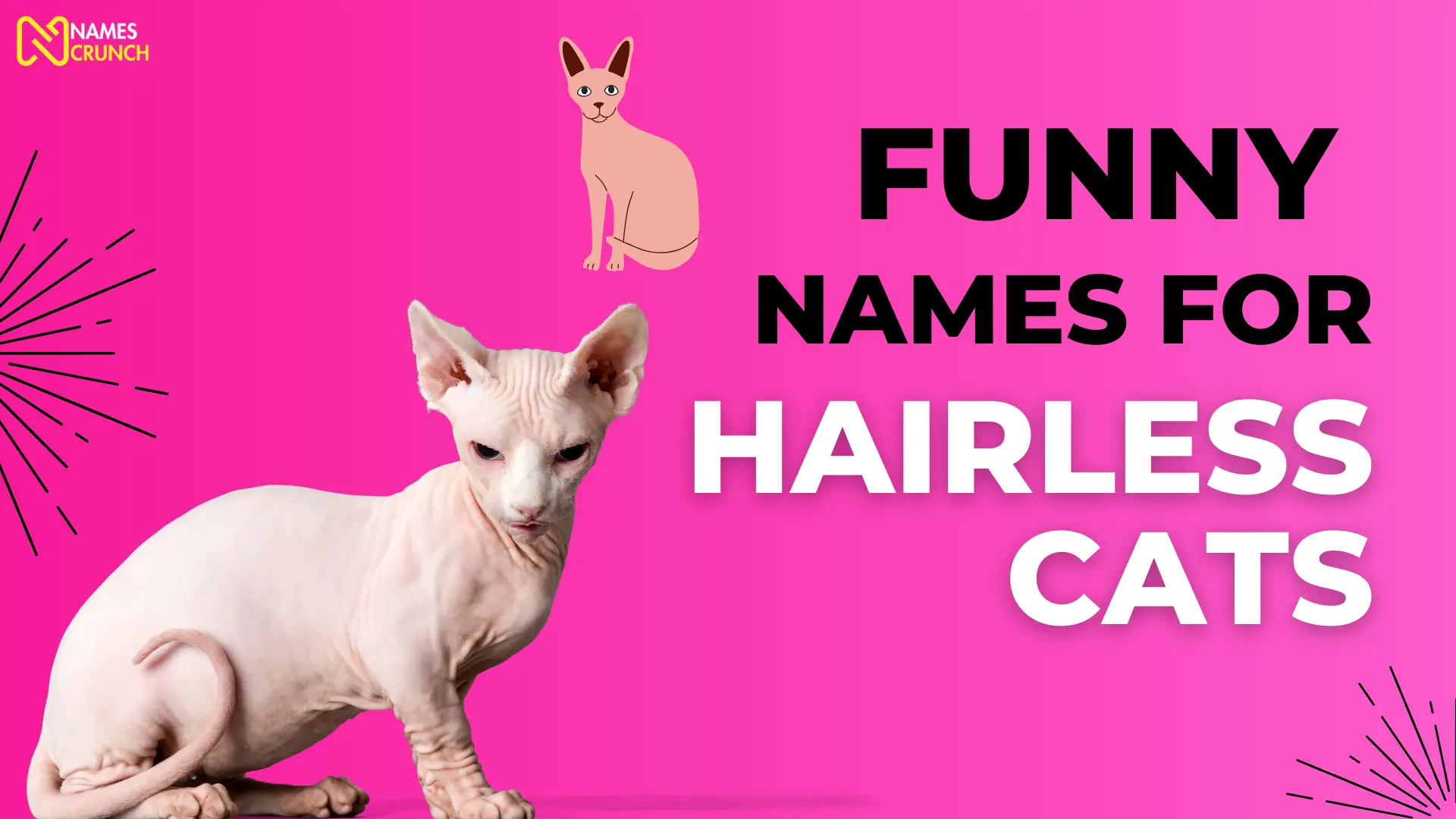 Funny Names for Hairless Cats