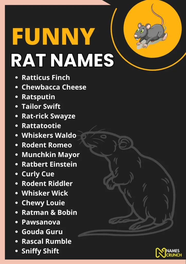 Funny Rat Names infographic
