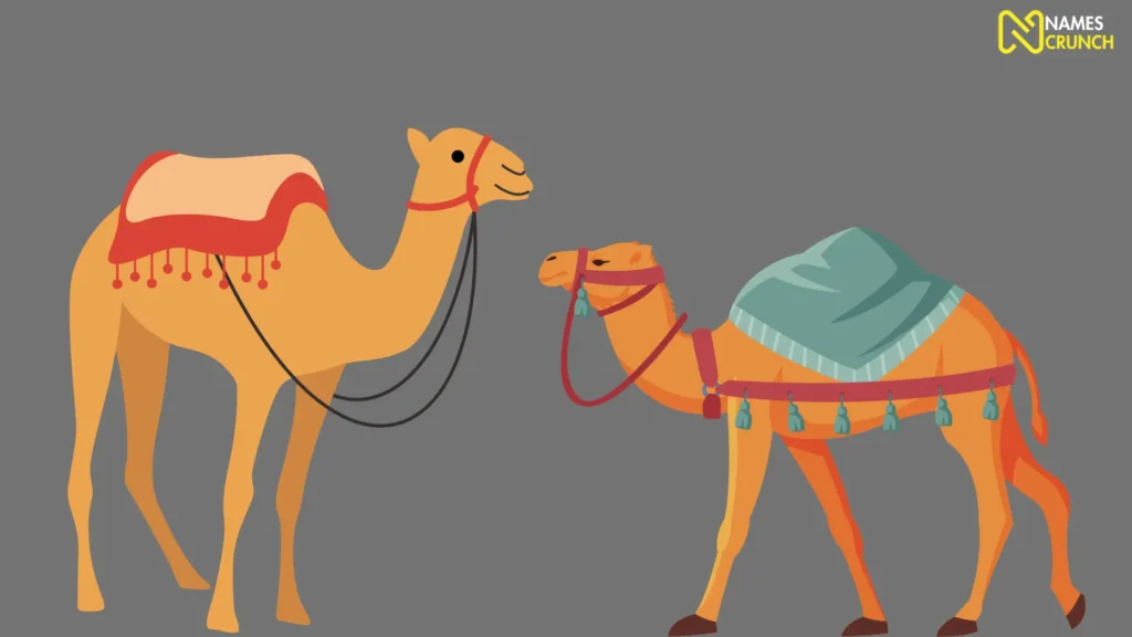 Funny names for camels (With Meanings)