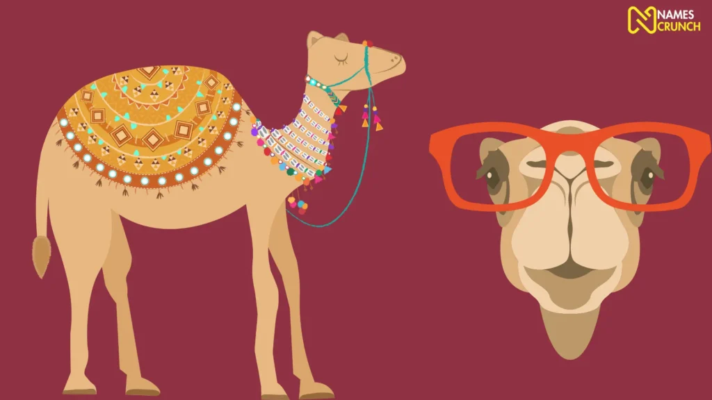 Funny names for female camels