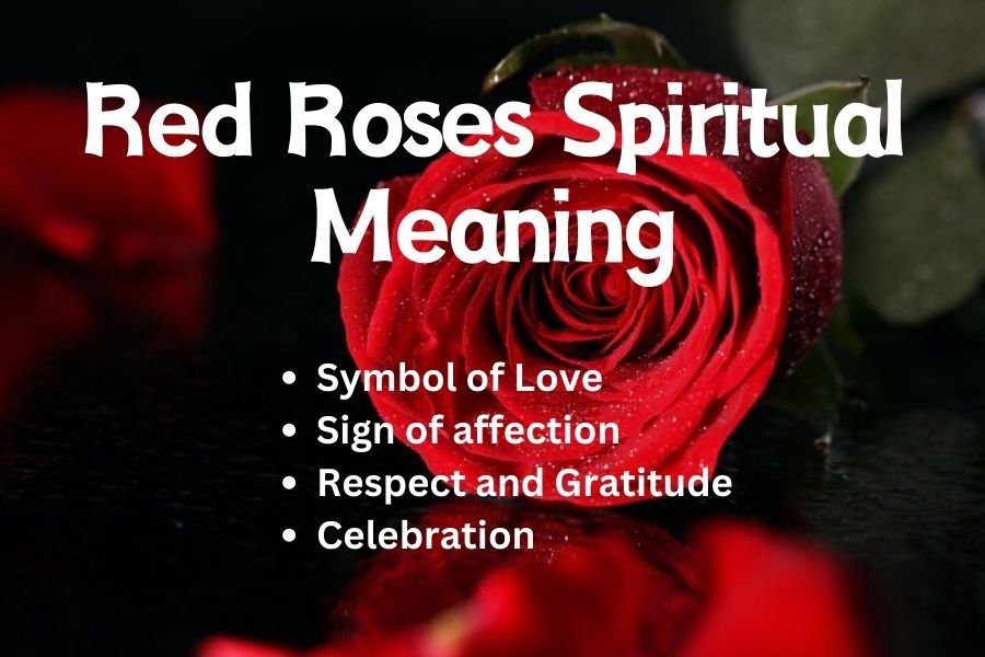 Red Roses Spiritual Meaning