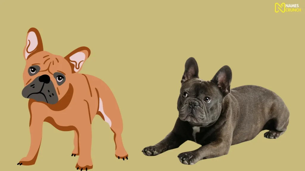 Cute Names for French Bulldogs