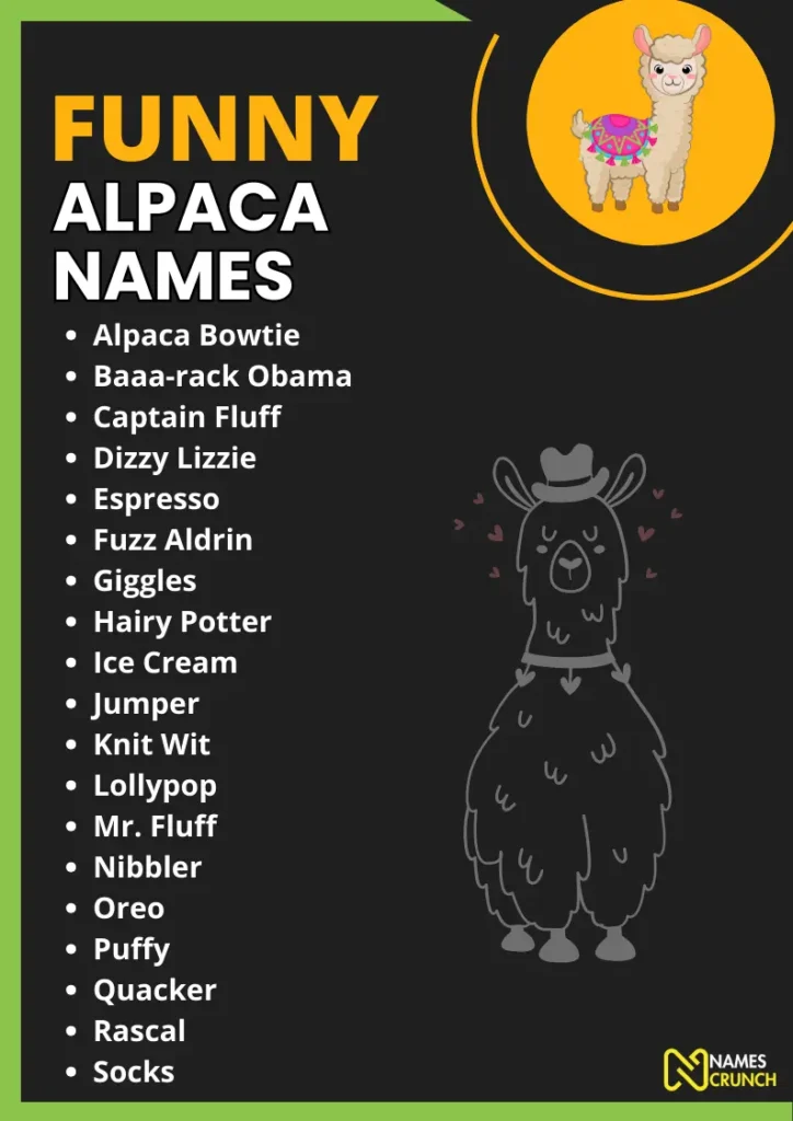 Funny Alpaca Names infographic