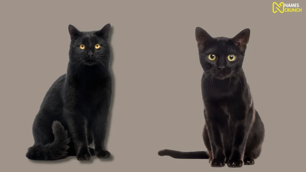 Funny Black Cat Names
