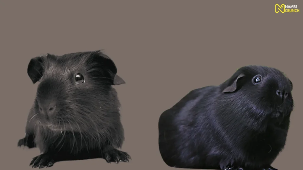 Funny Black Guinea Pig Names