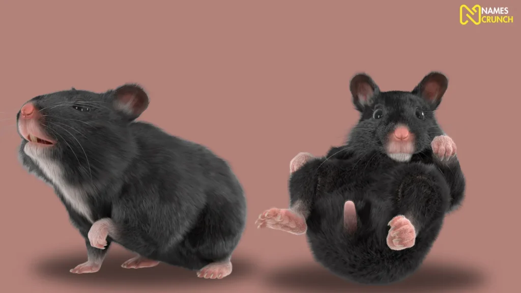 Funny Black Hamster Names