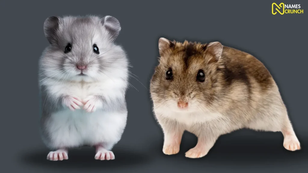 Funny Dwarf Hamster Names