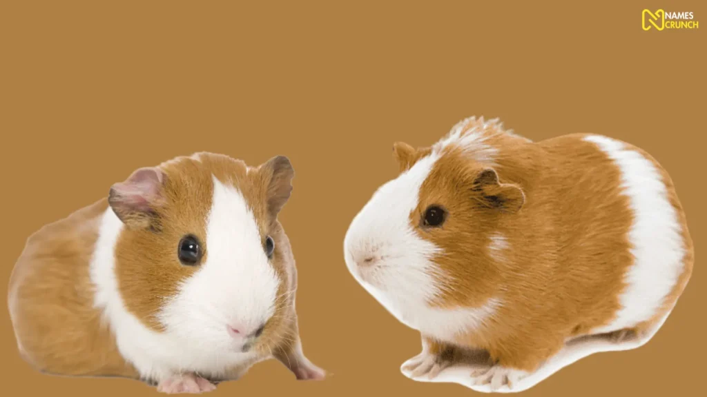 Funny Female Guinea Pig Names