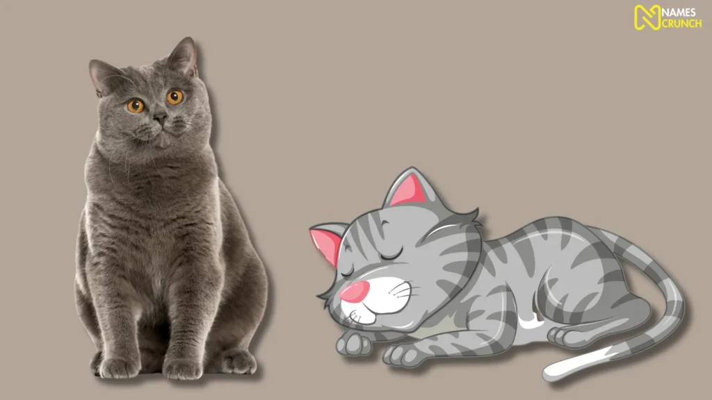 Funny Gray Cat Names