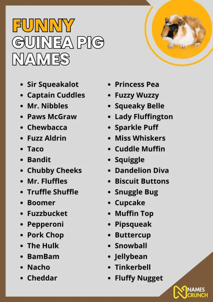 Funny Guinea Pig Names infographic