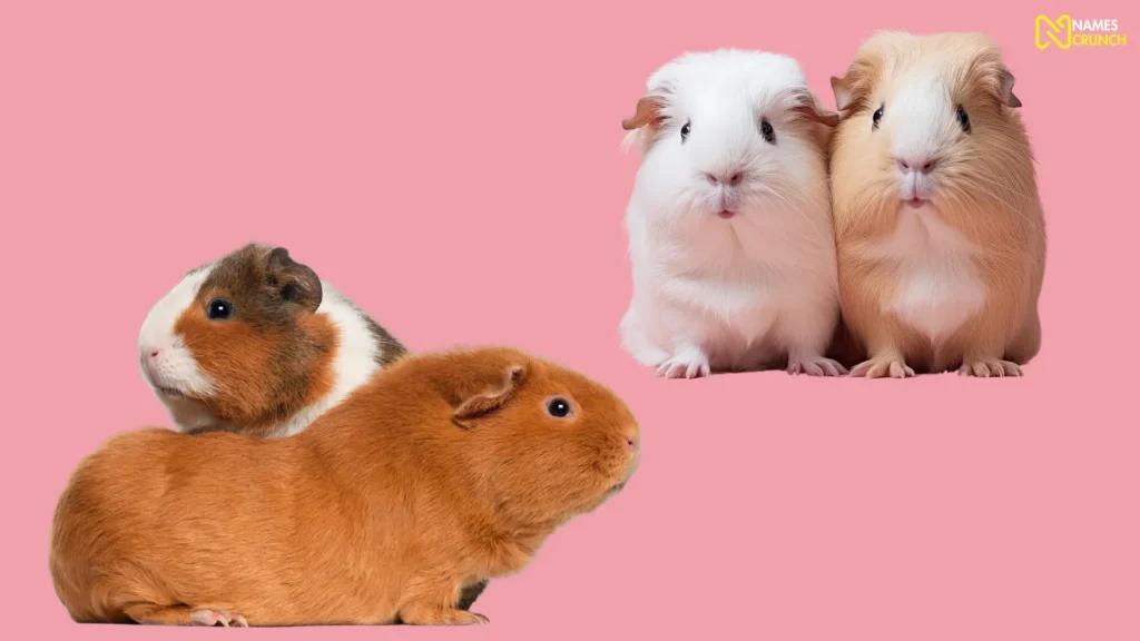 Funny Guinea Pig Pair Names