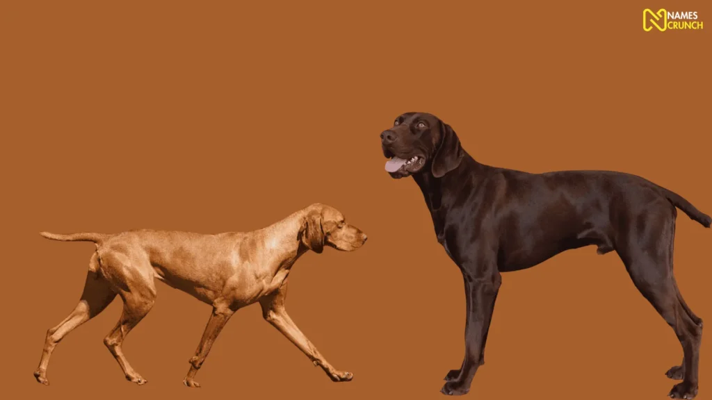 Funny Hunting Dog Names