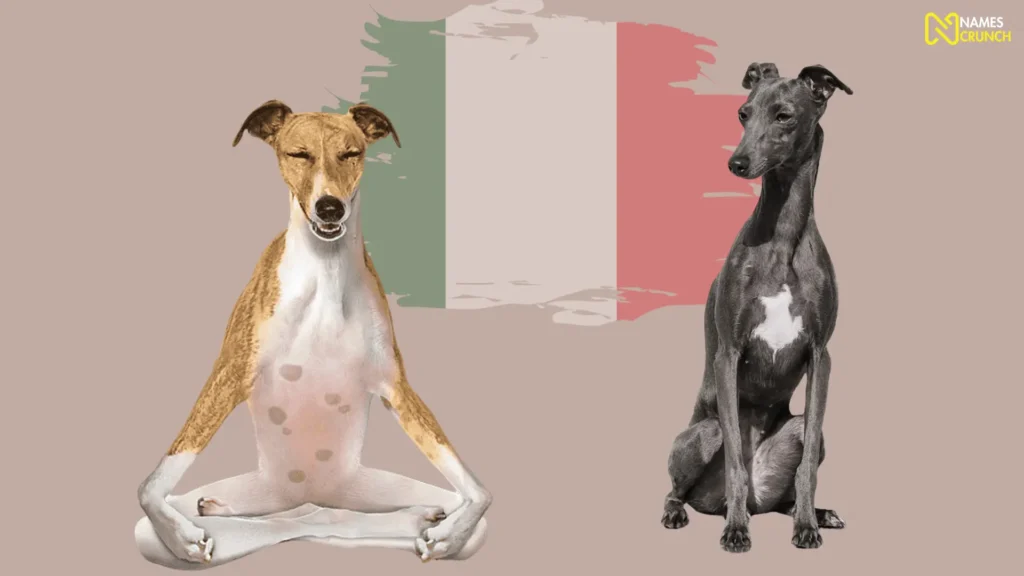 Funny Italian Dog Names