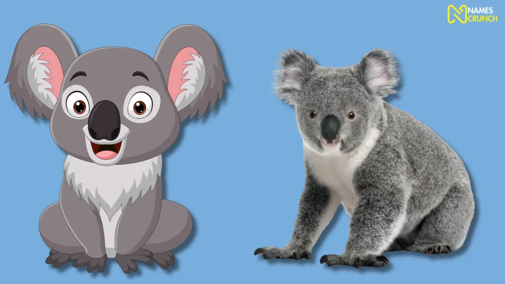 Funny Male Koala Names