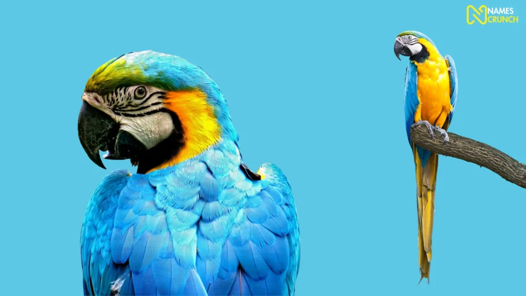 Funny Male Parrot Names
