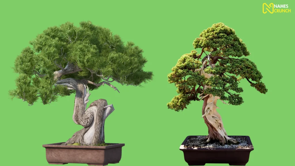 Funny Names for Bonsai Trees