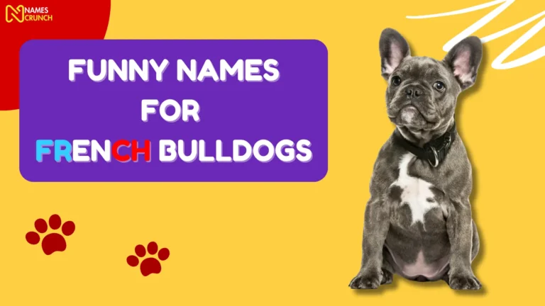 Funny Names for French Bulldogs