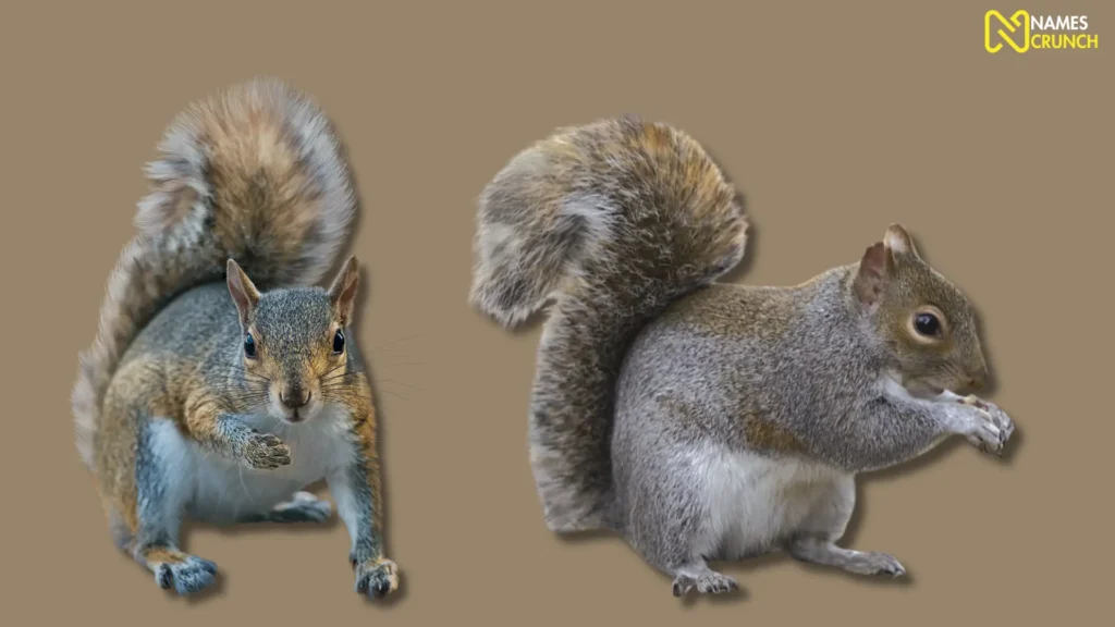 Funny Names for Gray Squirrels