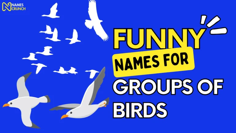 Funny Names for Groups of Birds