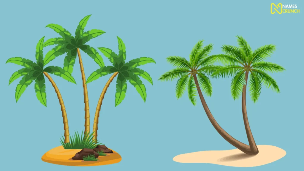 Funny Names for Palm Trees