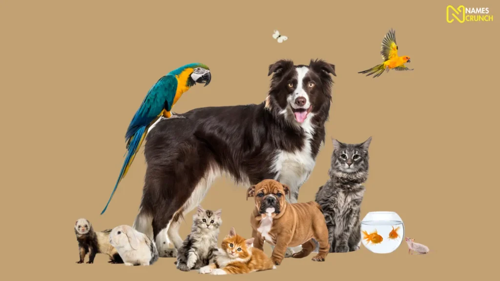 Funny Names for Pet Animals
