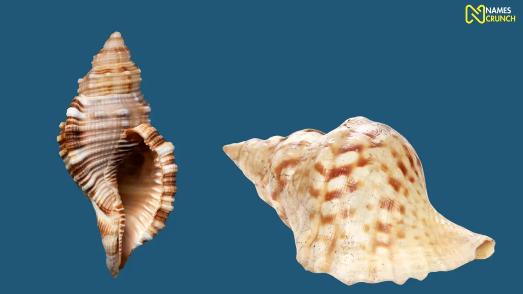 Funny Names for Sea Snails