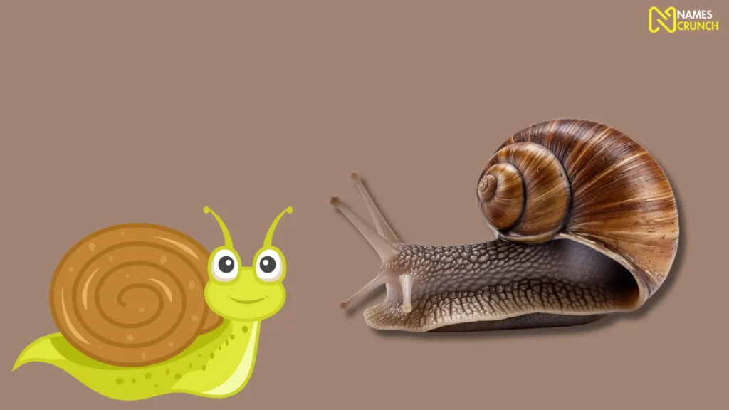 Funny Names for Unisex Snails