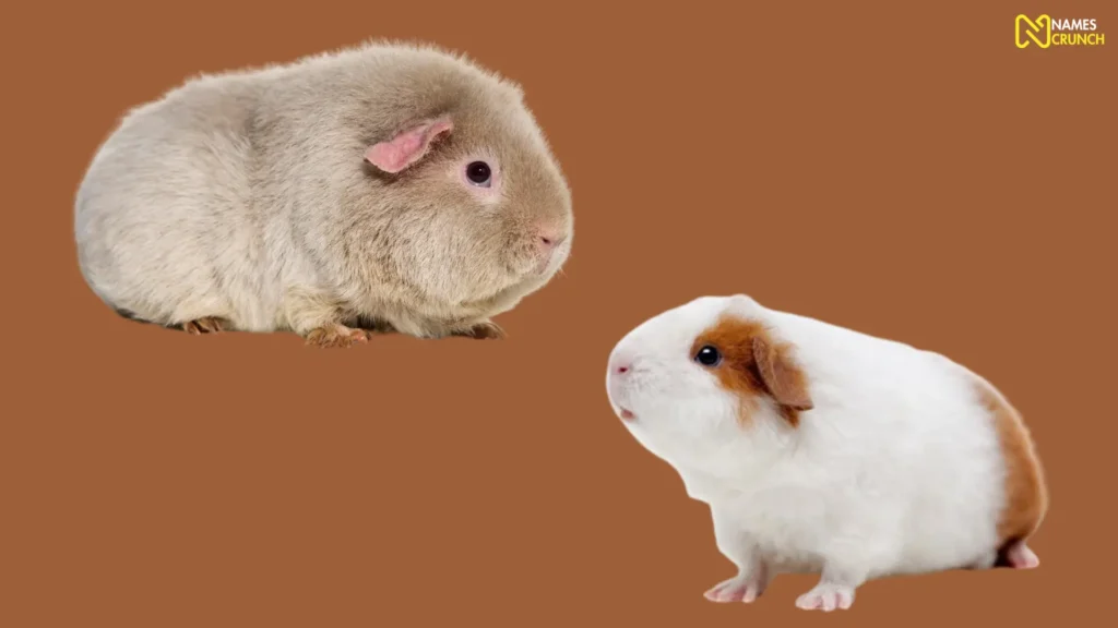 Funny Teddy Guinea Pig Names