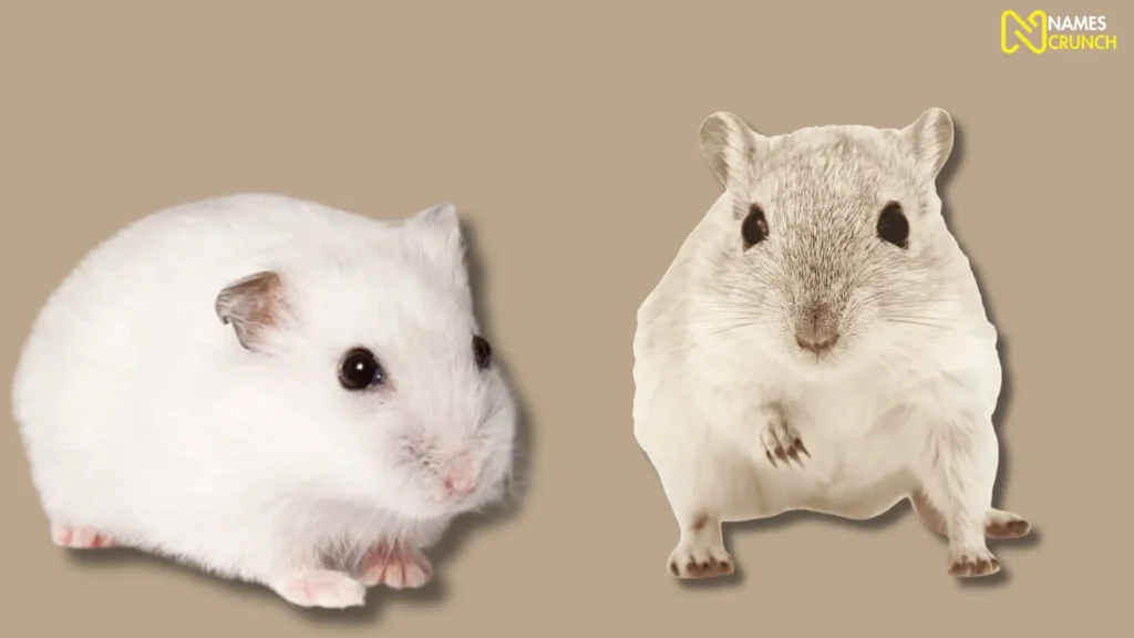 Funny White Hamster Names